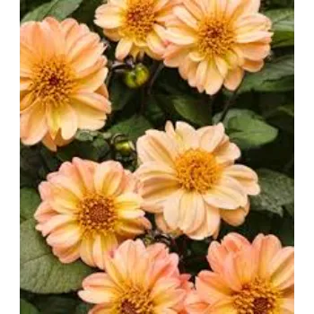 Nice Dahlia Plant